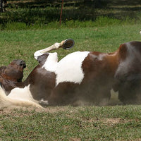 Is My Horse’s Digestive System Disrupted?