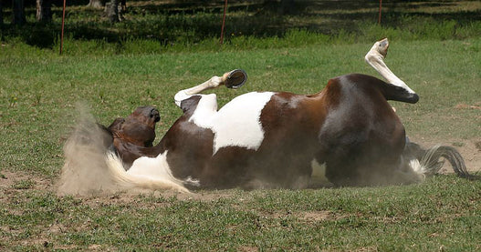 Is My Horse’s Digestive System Disrupted?