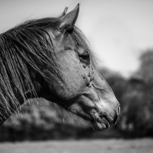 Up-to-date advice about horse bot flies