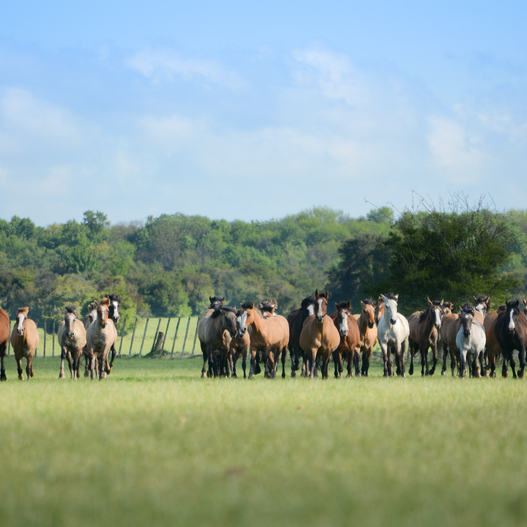 10 Tips for Alleviating Social Stress in Horses