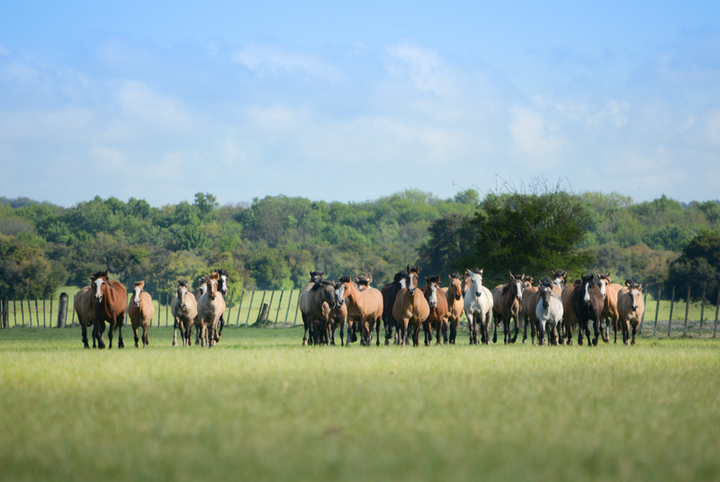 10 Tips for Alleviating Social Stress in Horses