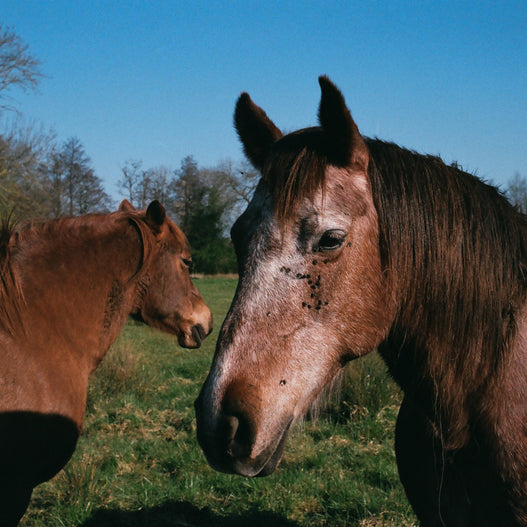 How to survive summer sores in horses