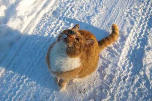 How to Care for an Outdoor Cat in the Winter
