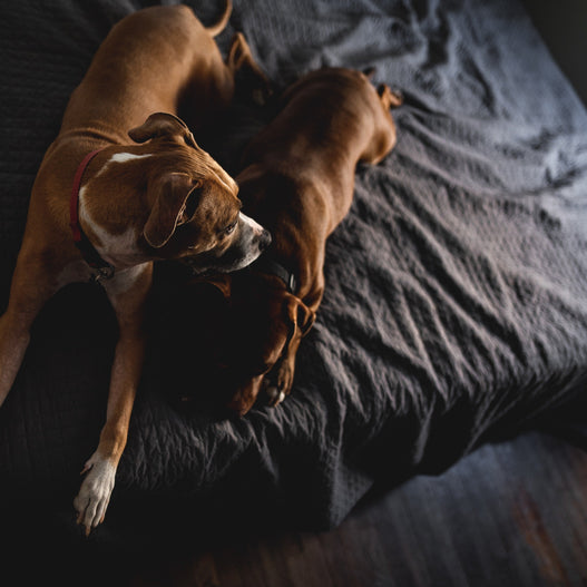 How to Guard Against Kennel Cough in Dogs
