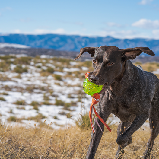The Benefits of L-Glutamine for Dogs