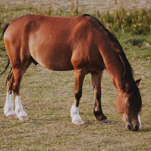 Supporting your horse’s topline with nutrition and exercise