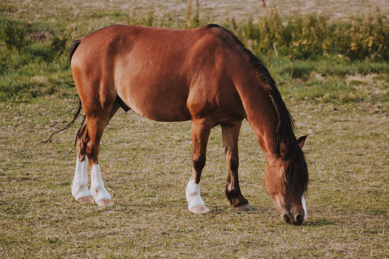 Supporting your horse’s topline with nutrition and exercise