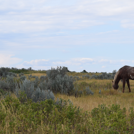 How to effectively supplement trace minerals for horses