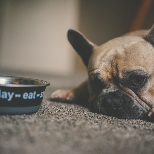 How to keep your pup safe from mycotoxins in dog food