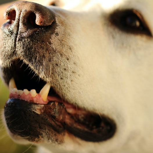 Can you Reverse Periodontal Disease in Dogs?
