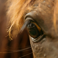 How to Prep Your Performance Horses for Stress