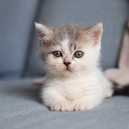Why Does My Kitten Have Diarrhea?
