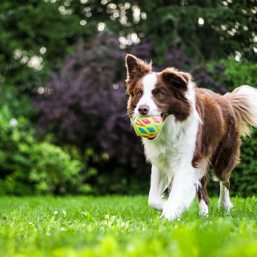 The scientific benefits of vitamin C for dogs