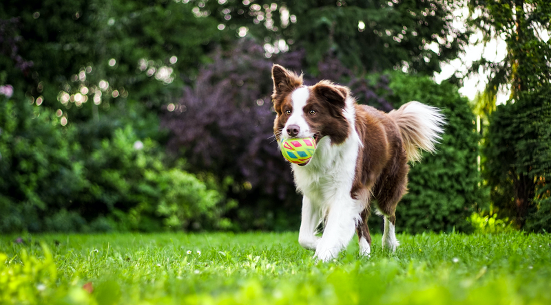 The scientific benefits of vitamin C for dogs
