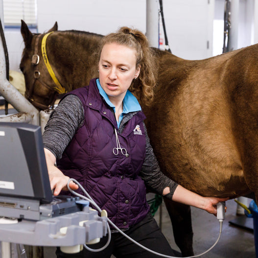Broodmare Preparation: 5-6 Days Out
