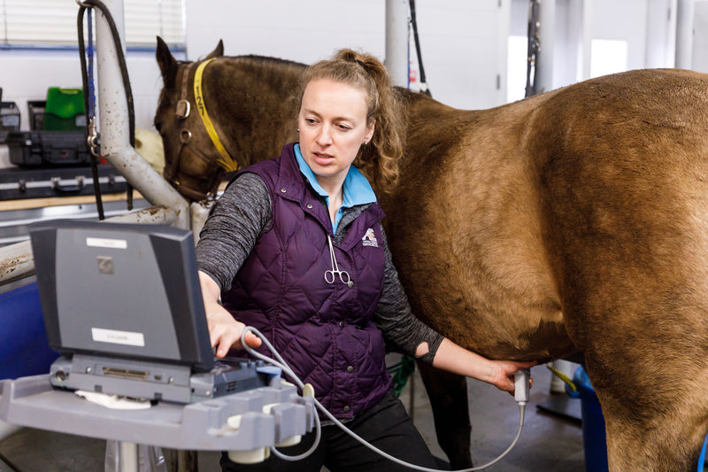 Broodmare Preparation: 5-6 Days Out