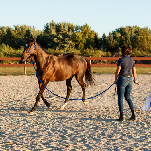 A Complete Guide to Prepping Yearlings for Sale