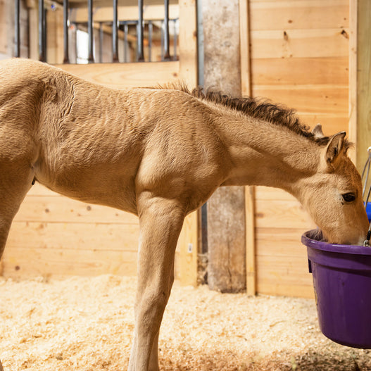 How Long is a Foal's Digestive System a Blank Slate?