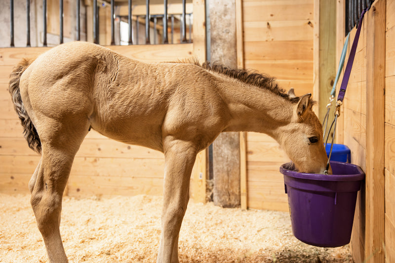 How Long is a Foal's Digestive System a Blank Slate?