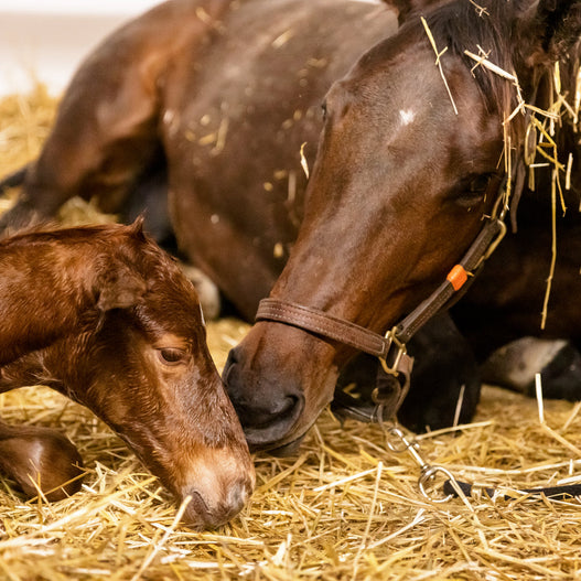 The Foal’s First Three Hours