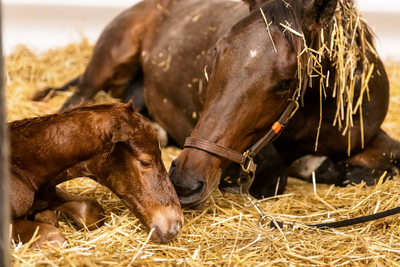 The Foal’s First Three Hours