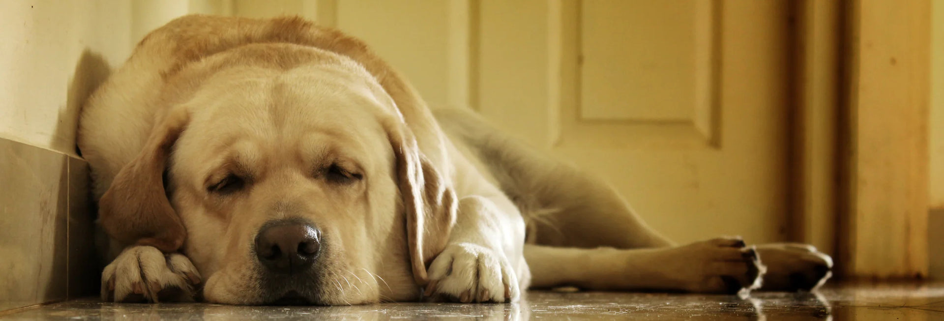 Dog lying on a wooden floor with a neutral background