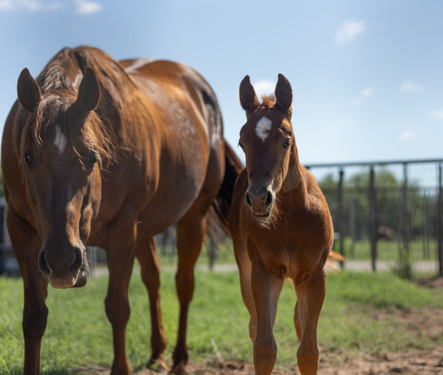 Healthy Mare and Foal