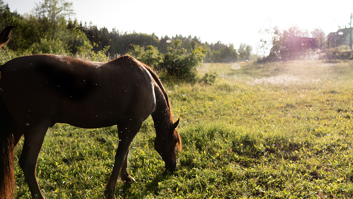 Horse in field at sunrise