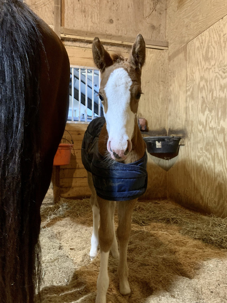 Foal Probiotic Paste