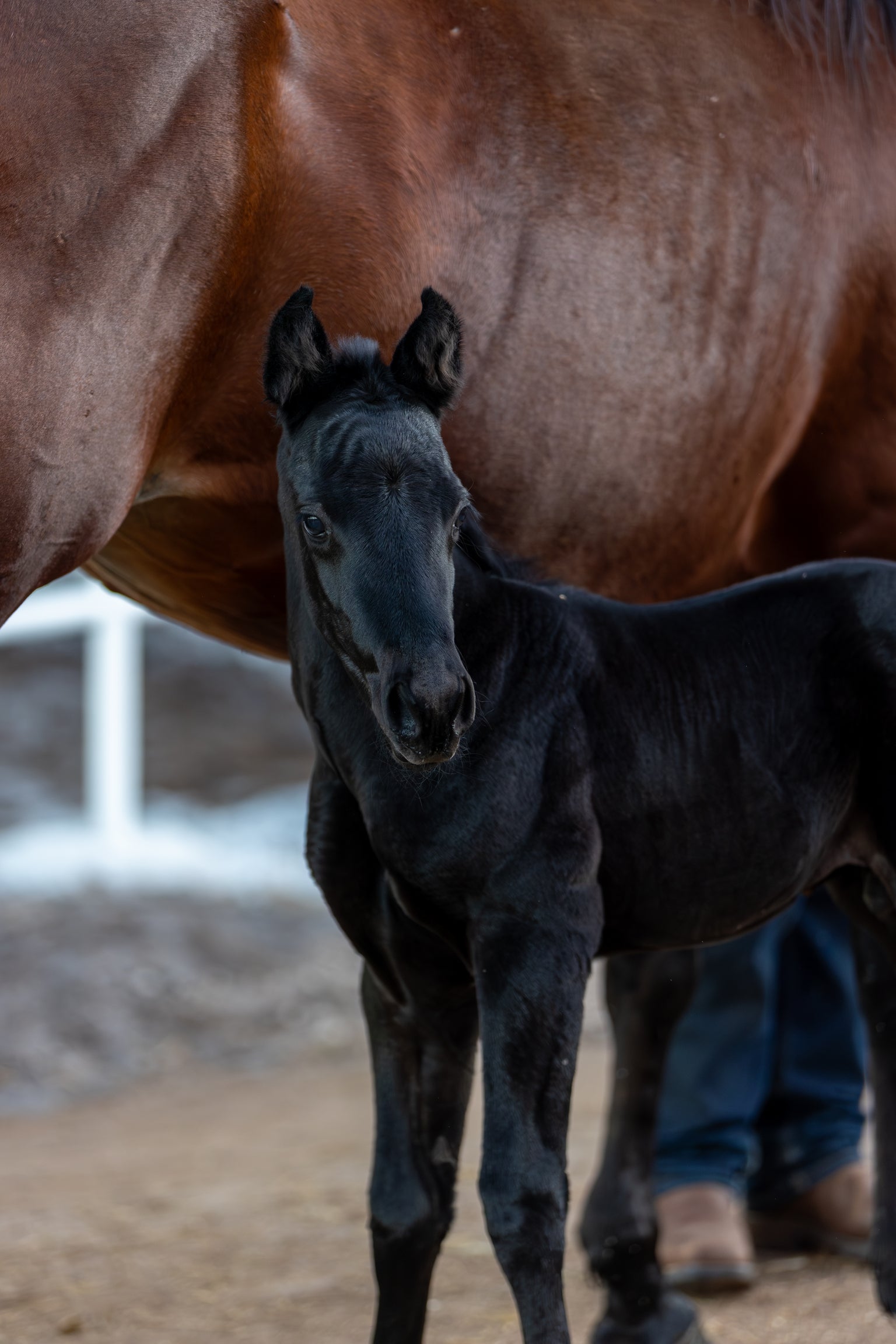 Black Foal