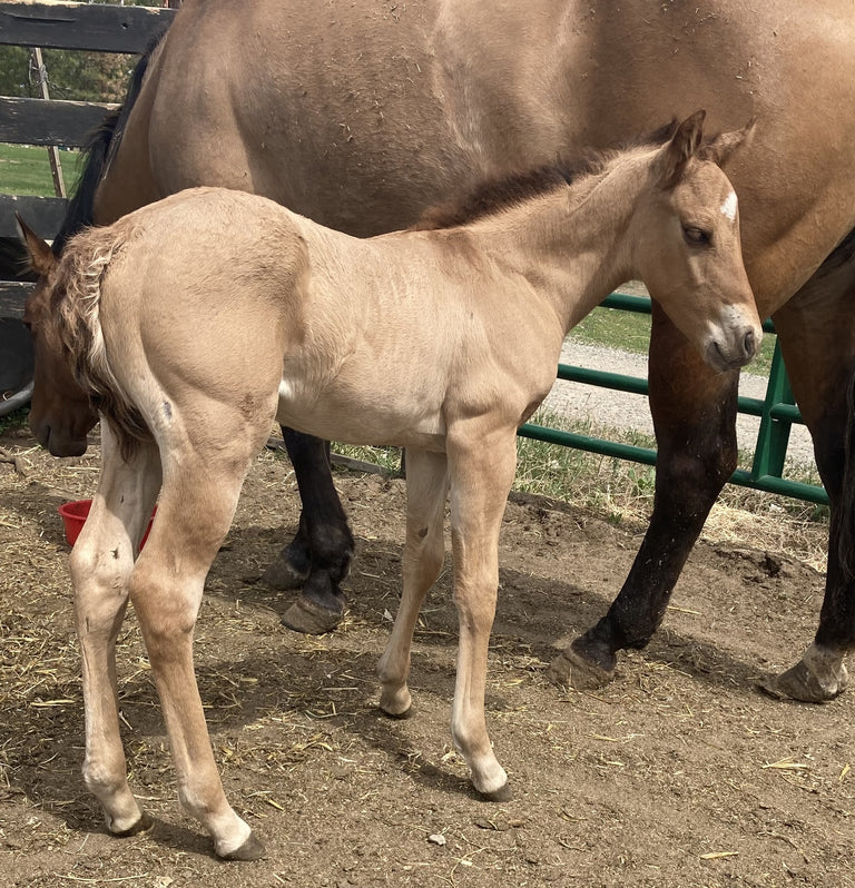 Foal Kick Start Paste