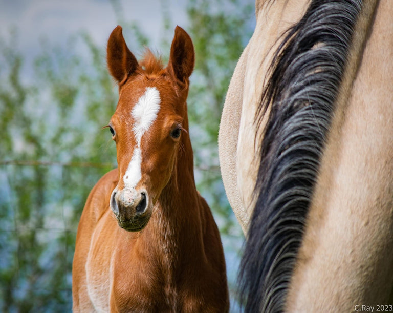 Foal Kick Start Paste