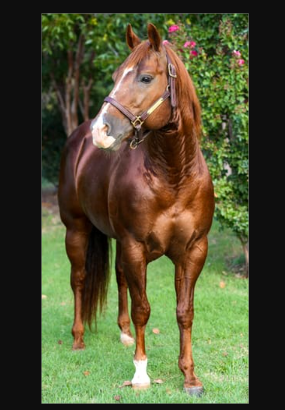 Equine Extra Strength Probiotic Pellets