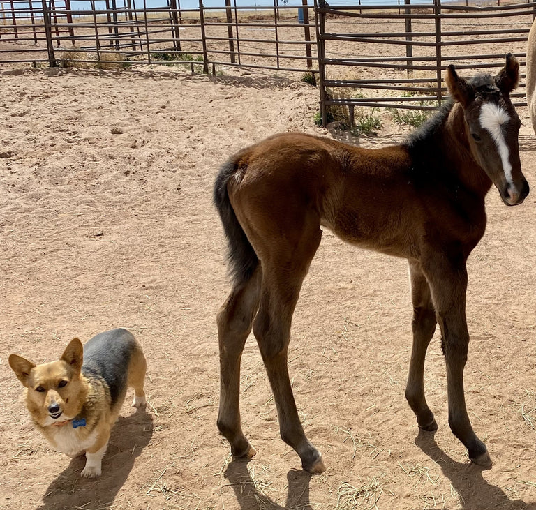 Foal Probiotic Paste