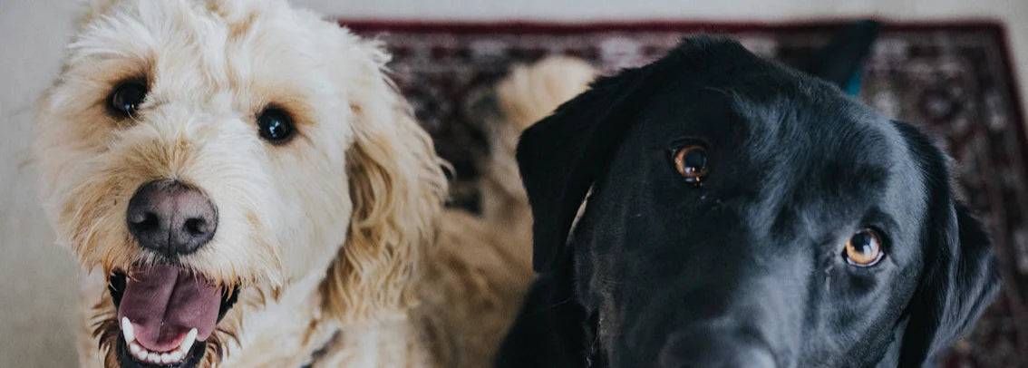 Two dogs, one white and one black, sitting side by side on a carpeted floor.