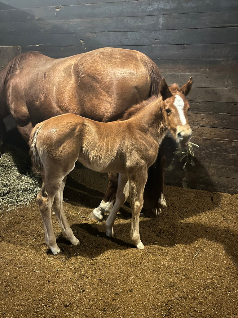 Foal Kick Start Paste