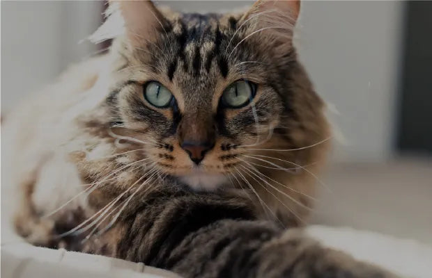 Cat Digestive Supplements