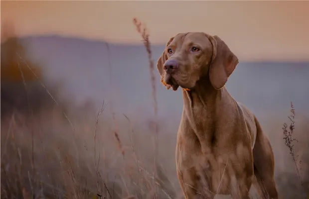 Dog Digestive Supplements