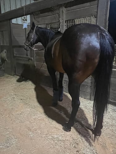 Equine Extra Strength Probiotic Pellets