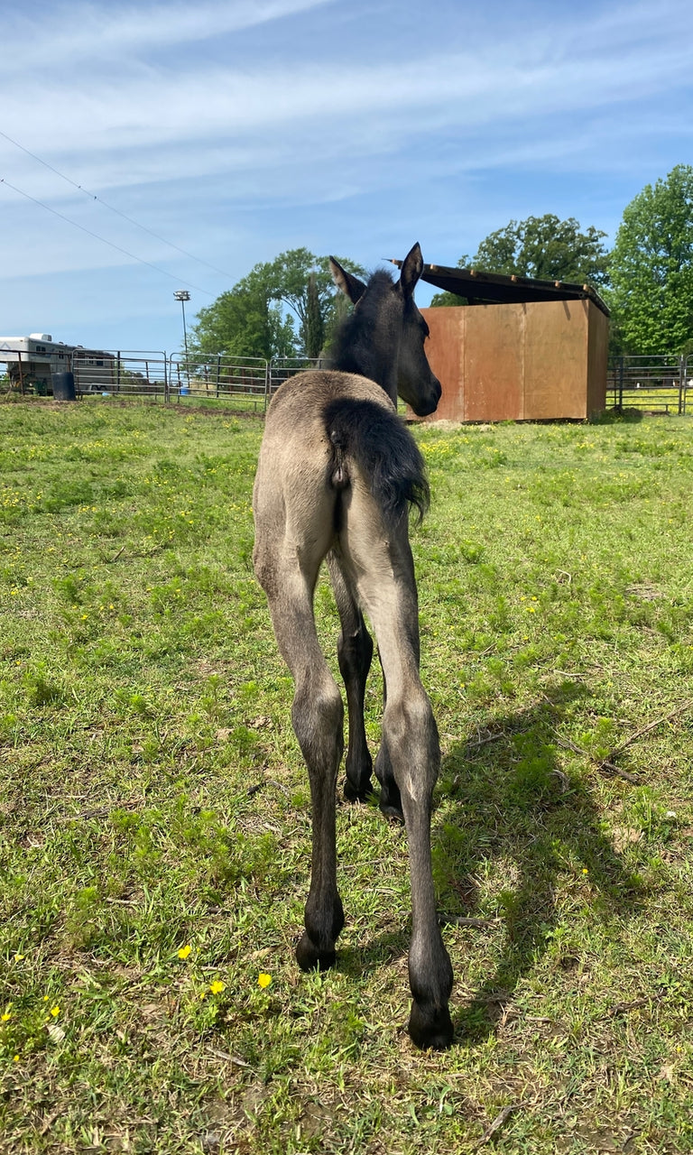 Foal Kit
