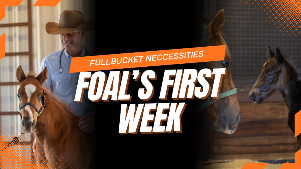 Foal first week needs