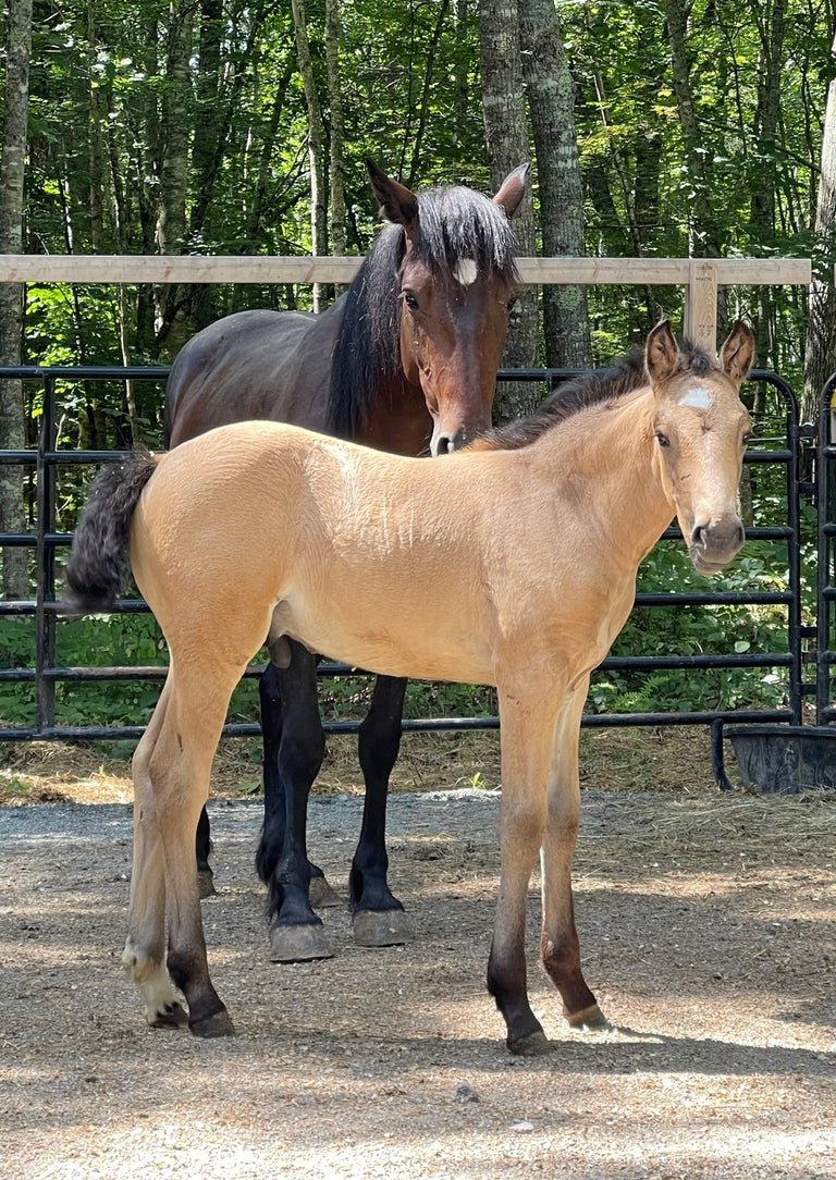 Foal Probiotic Paste